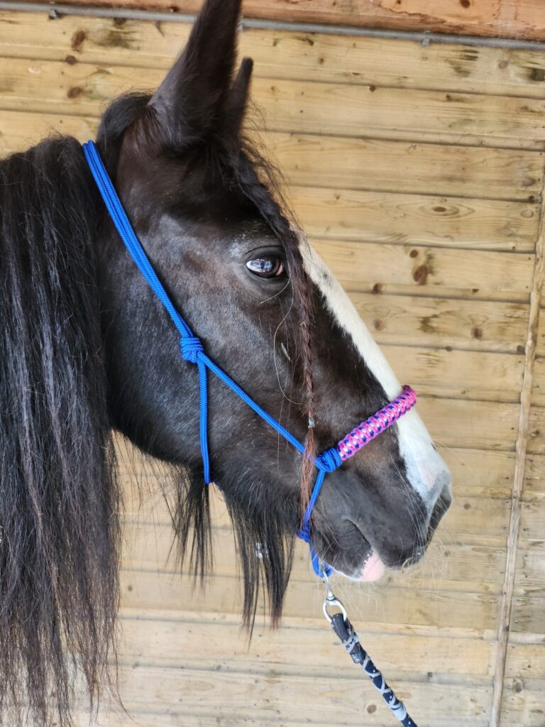 Touwhalster Blauw met Roze Neusband Maat Full - Afbeelding 2