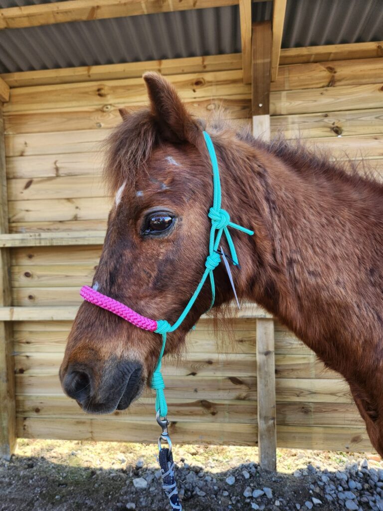 Touwhalster Turquoise met Roze Neusband Maat Shet - Afbeelding 2