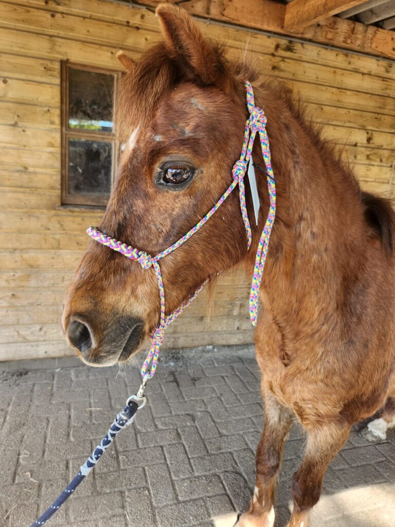 Touwhalster Regenboog met Neusband Maat Pony - Afbeelding 2